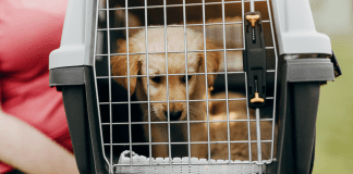 Choosing to Adopt a Puppy :: 5 Helpful Tips