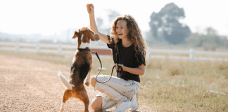 Guide to Finding the Perfect Dog Trainer in El Paso