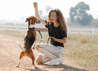 Guide to Finding the Perfect Dog Trainer in El Paso