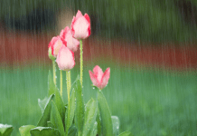 April Showers :: How to Honor a Loved One