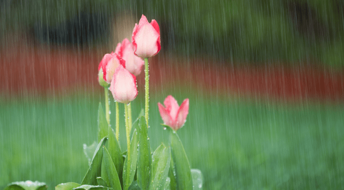 April Showers :: How to Honor a Loved One
